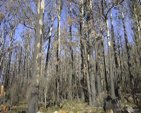  3.Charred trees