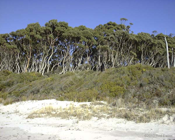 12.Windblown eucalypts