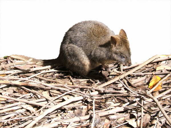 Pademelon(Rufous Wallaby)