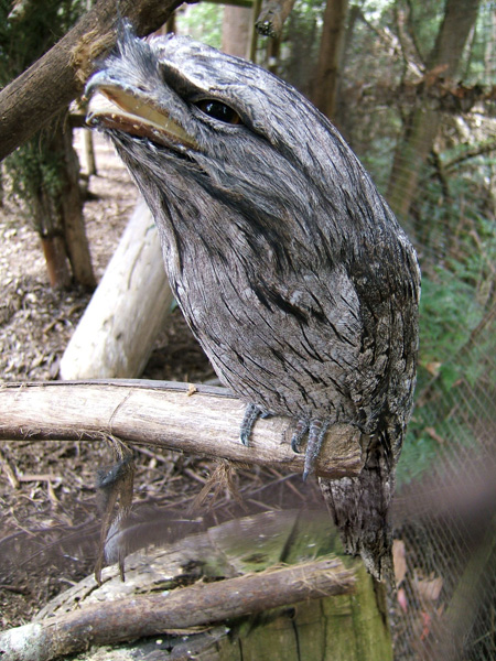 Tawny Frogmouth