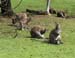 Bennetts Wallabies